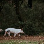 piel de cerdo tatuar aprender a tatuar