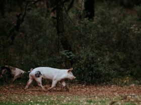 piel de cerdo tatuar aprender a tatuar