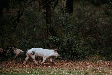 piel de cerdo tatuar aprender a tatuar