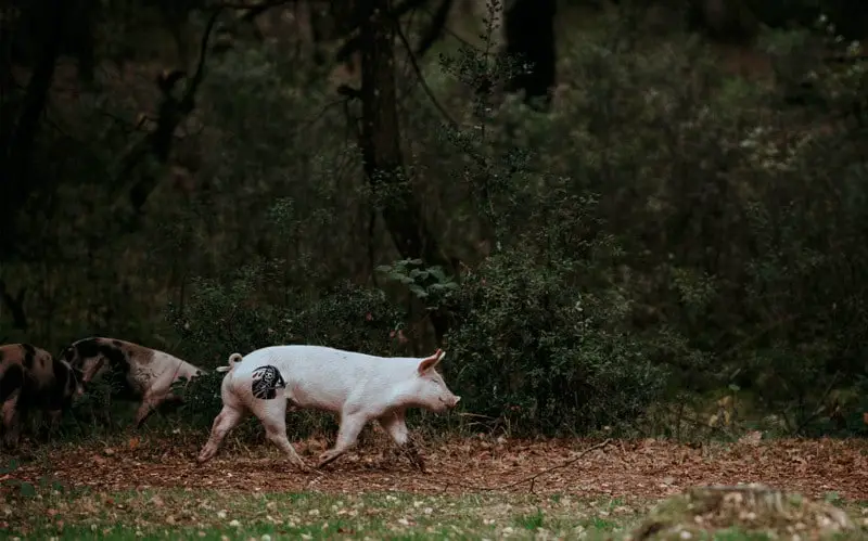 piel de cerdo tatuar aprender a tatuar